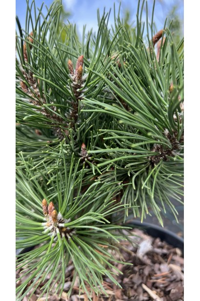 Рослина з щільною кулястою кроною, що підходить для альпійських гірок та декоративних композицій. 